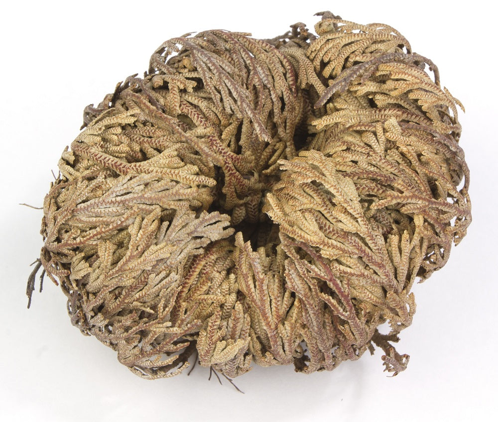 Incense Garden Rose of Jericho Flower The Resurrection Plant