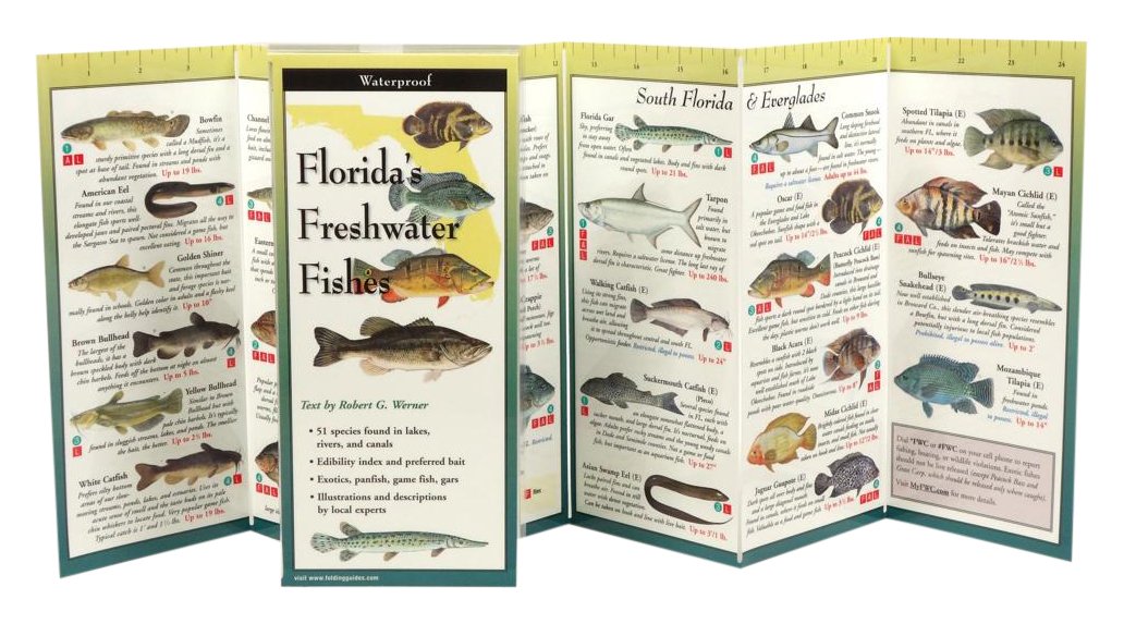 Earth Sky + Water FoldingGuide Florida Freshwater Fishes - Guía plegable laminada para identificación de la naturaleza