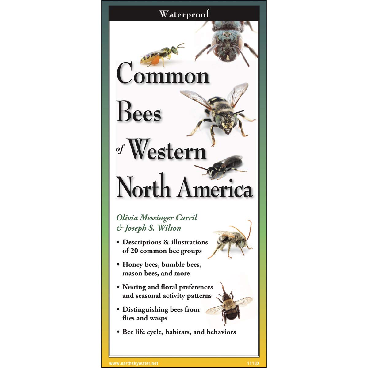 Earth Sky + Water FoldingGuide Abejas comunes del oeste de América del Norte: guía plegable laminada para identificación de la naturaleza