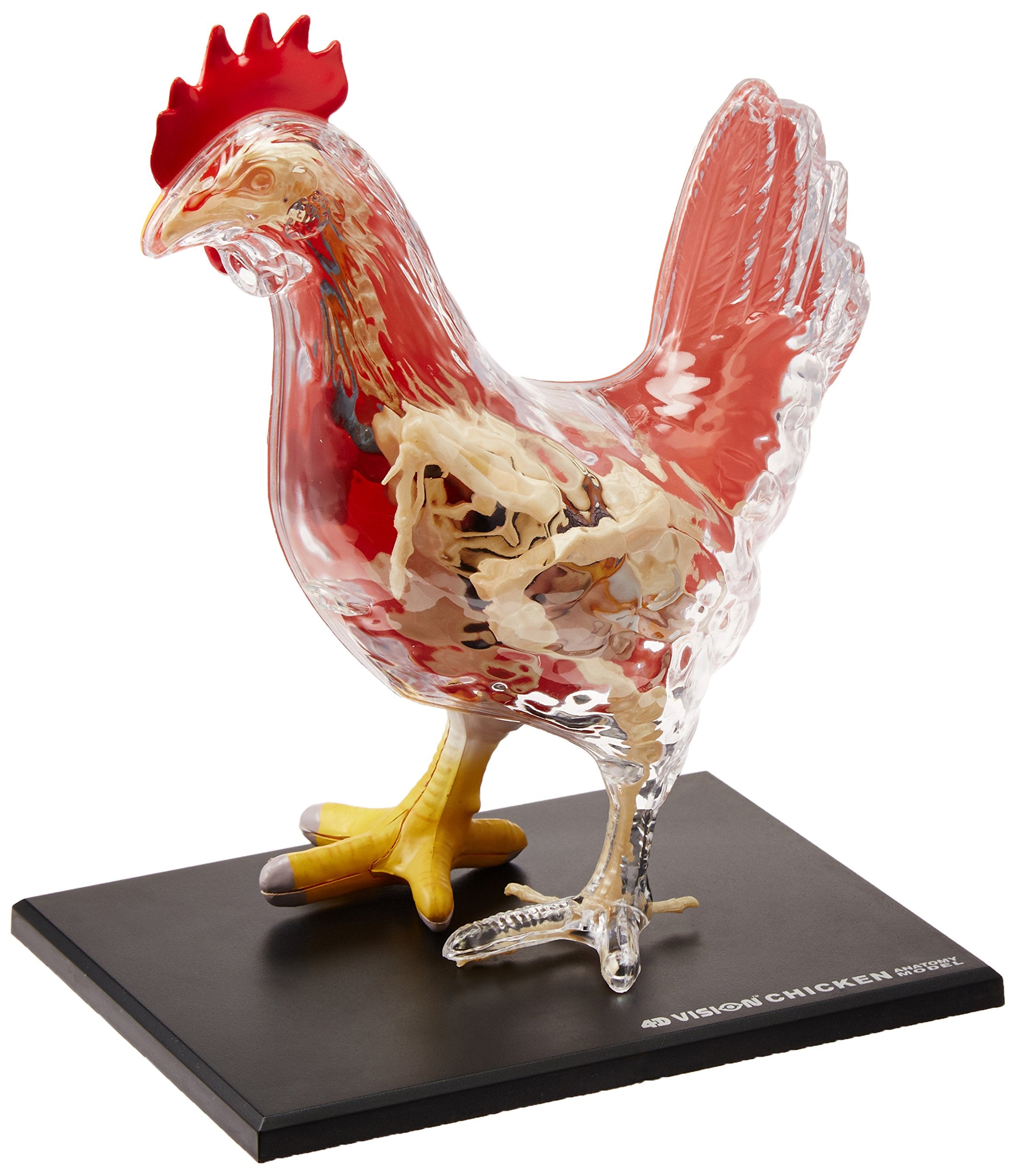 4D Master Vision Chicken Skeleton & Anatomy Model Kit, One Color